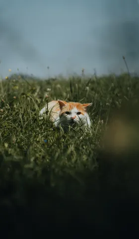 《猫的伏击》目录