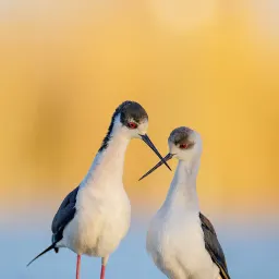 9月15日 | 南海局势、经贸会谈及热点民生