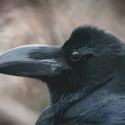 Carrion Crow