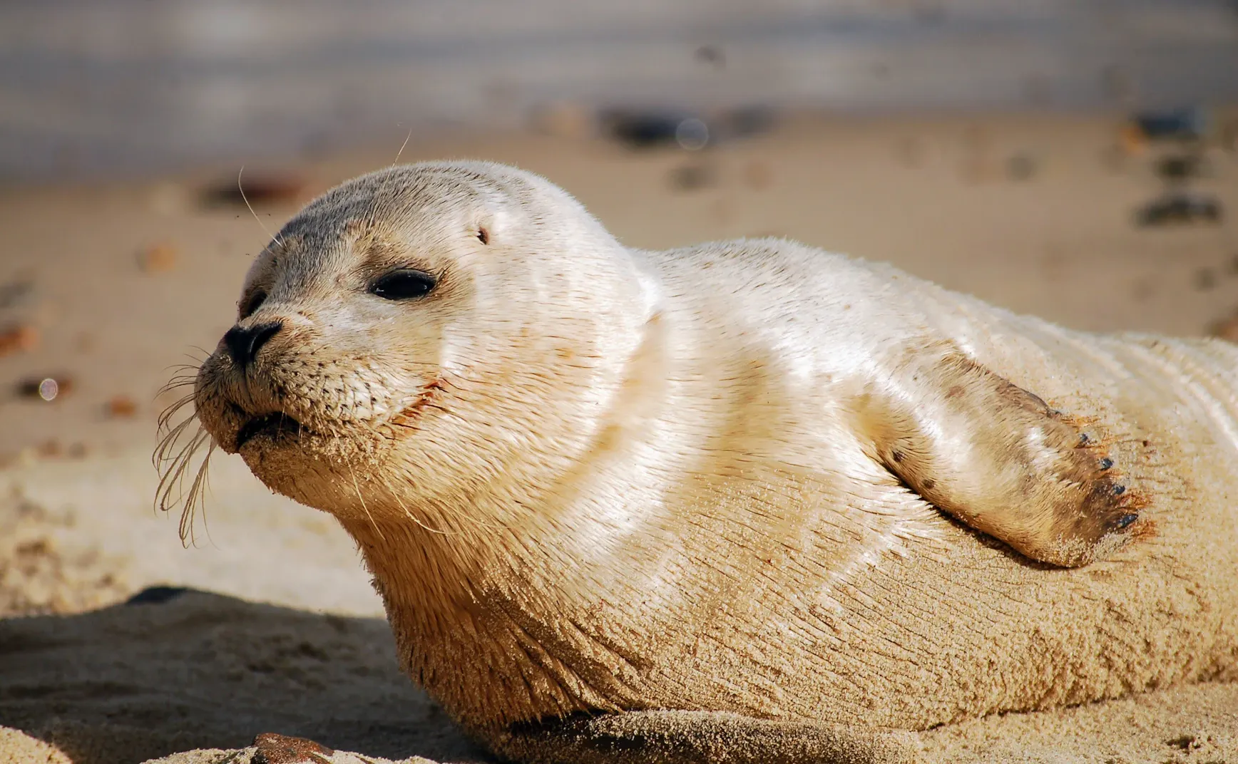 水生哺乳动物耳压平衡机制