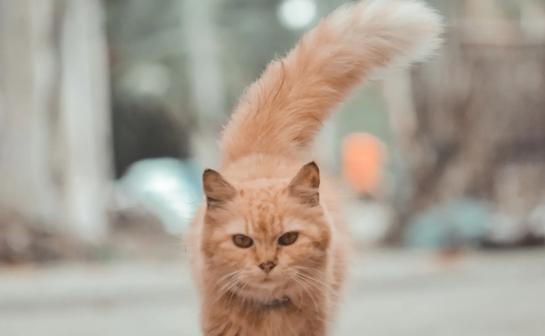  “猫图腾”：告别狼群——现代职场个体生存哲学的管理学与心理学综述