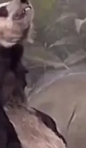 我是万万没想到，连大熊猫都被利用来挑拨中美关系