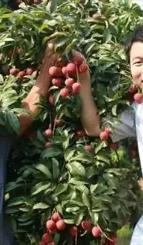 【英文报道】Former journalist challenges perceptions of GM foods