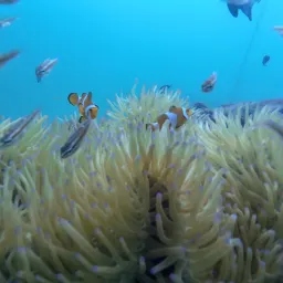 Day 15 | 杂谈之赶海与潜水操作指南