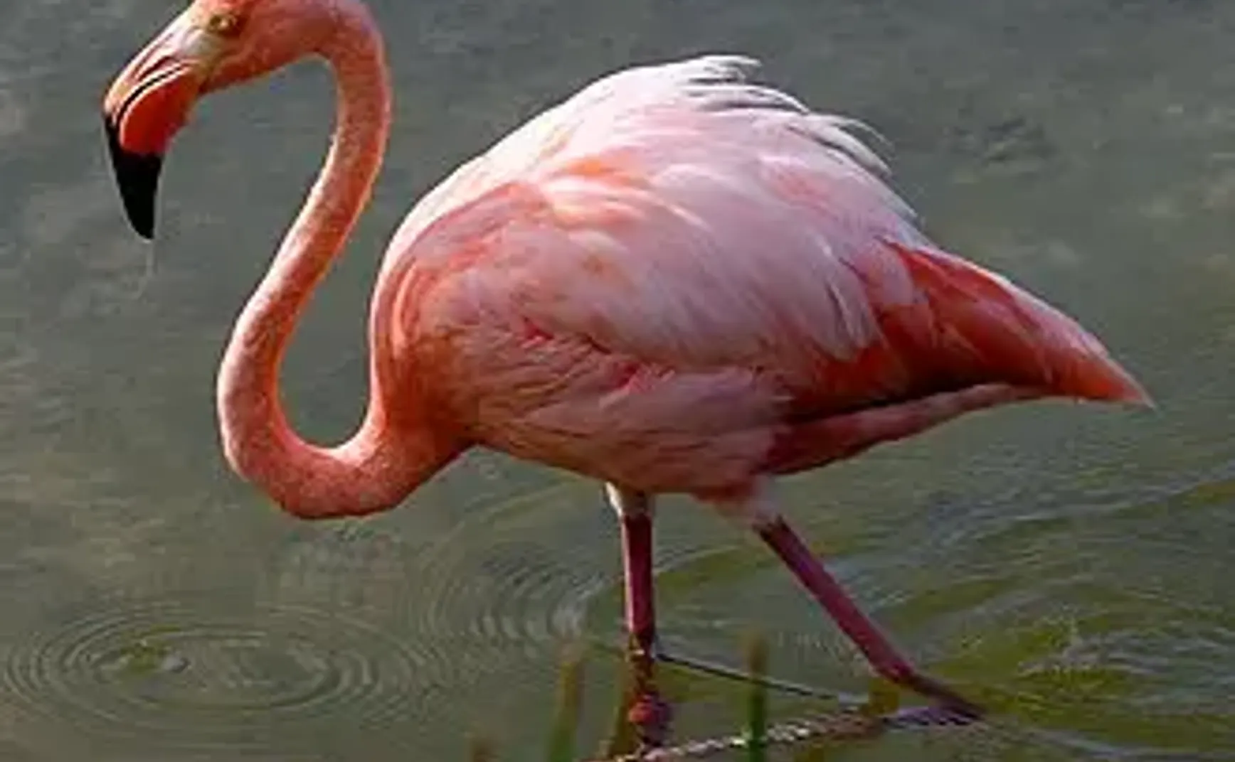 红鹳之华：关于火烈鸟世界的综述