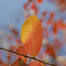 加一移动出海周刊｜第 122 期: 微软新产品发布会