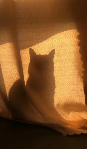 《猫图腾》目录