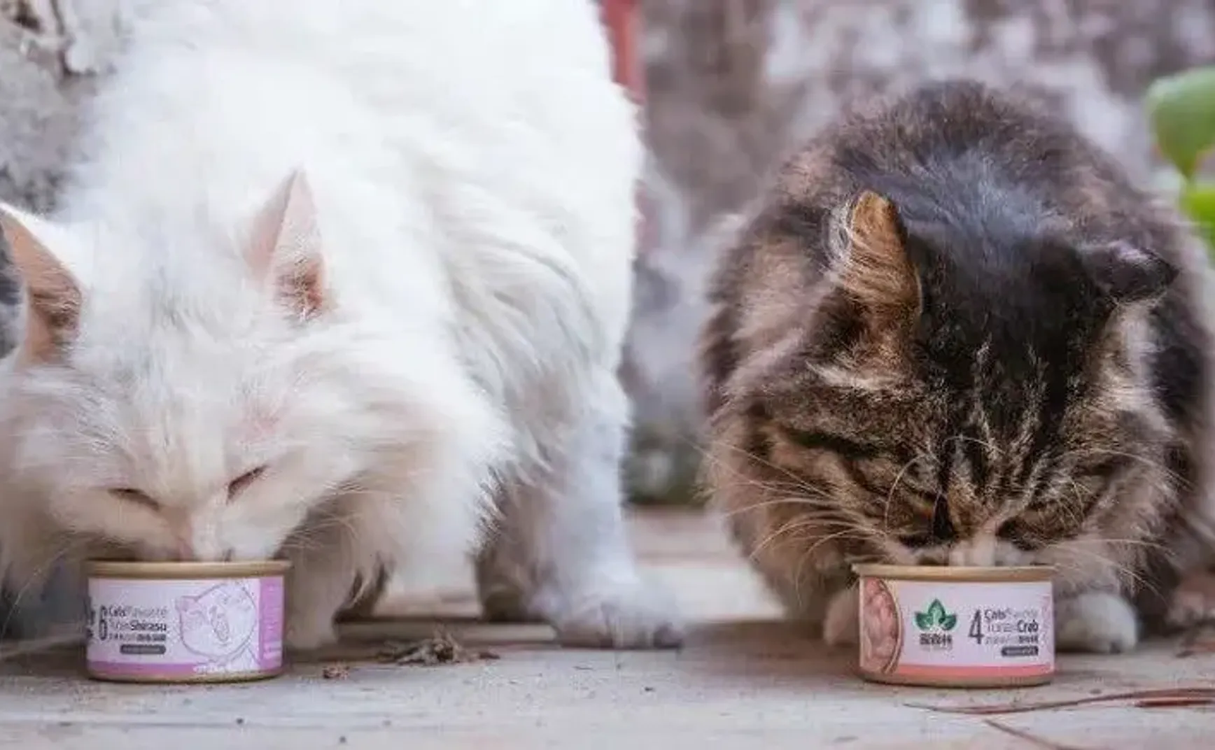 喂流浪猫的人啊，不是真的善良