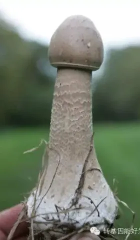 姑娘，你采的这个蘑菇能吃吗？