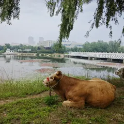 06-真正的「牛马」和 macOS 图标简史