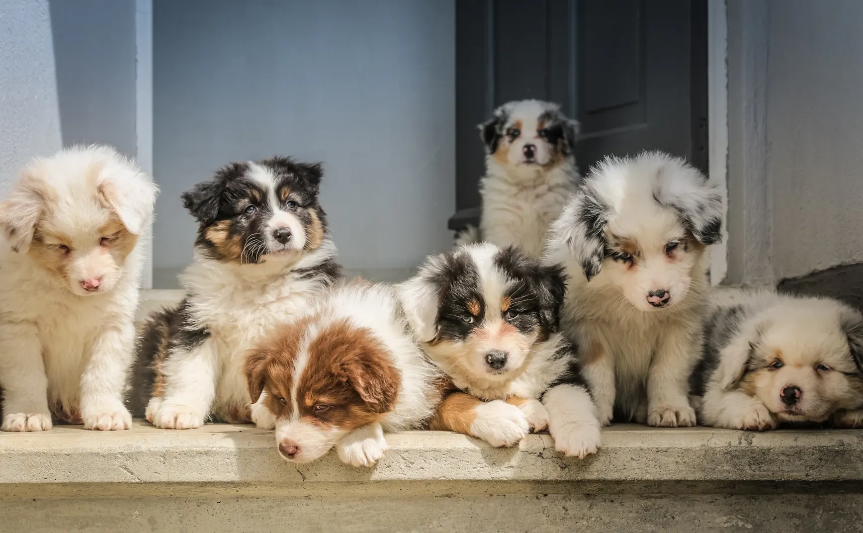爪族思维波的同步归档与回放系统：专利申请草案及法律风险分析报告